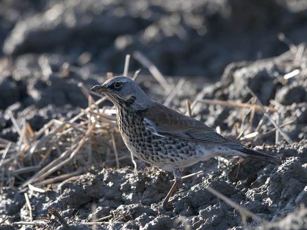 Räkättirastas, Fieldfare, Turdus pilaris