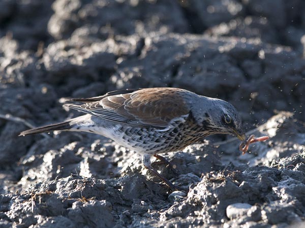 Räkättirastas, Fieldfare, Turdus pilaris