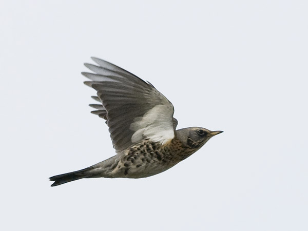 Räkättirastas, Fieldfare, Turdus pilaris