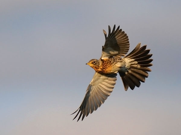 Räkättirastas, Fieldfare, Turdus pilaris