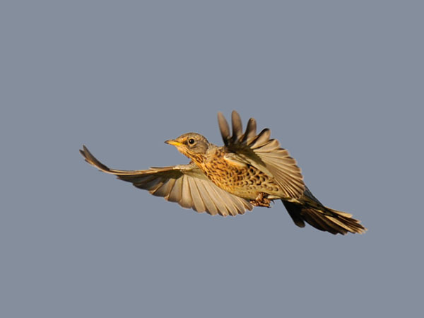 Räkättirastas, Fieldfare, Turdus pilaris