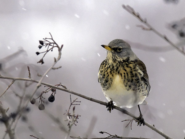 Räkättirastas, Fieldfare, Turdus pilaris