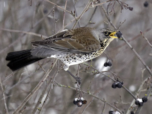 Räkättirastas, Fieldfare, Turdus pilaris