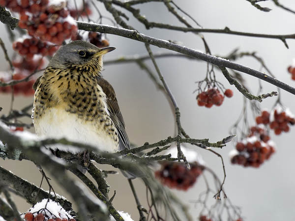 Räkättirastas, Fieldfare, Turdus pilaris