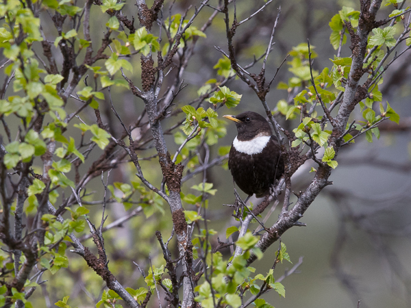 Sepelrastas, Ring Ouzel, Turdus torquatus