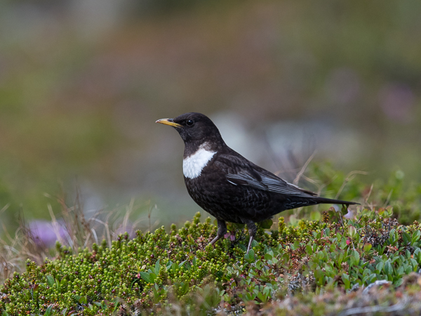 Sepelrastas, Ring Ouzel, Turdus torquatus