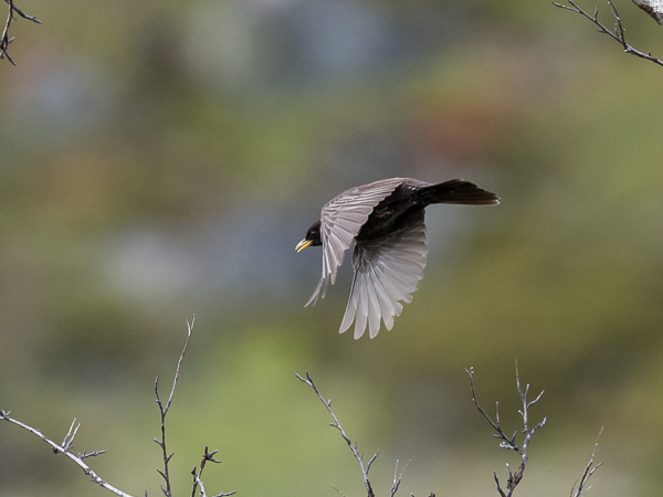 Sepelrastas, Ring Ouzel, Turdus torquatus