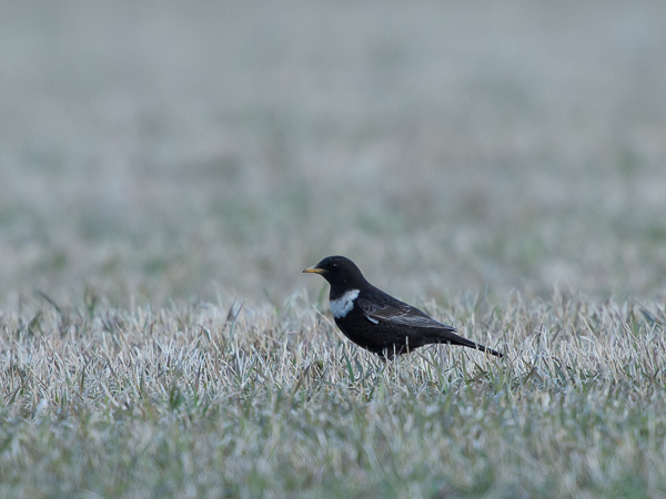 Sepelrastas, Ring Ouzel, Turdus torquatus