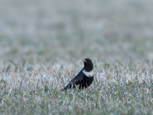 Sepelrastas, Ring Ouzel, Turdus torquatus