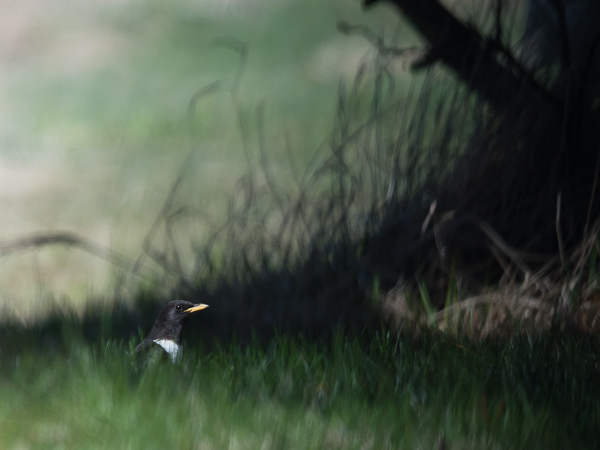 Sepelrastas, Ring Ouzel, Turdus torquatus