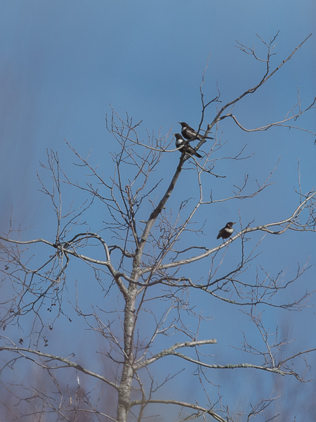 Sepelrastas, Ring Ouzel, Turdus torquatus