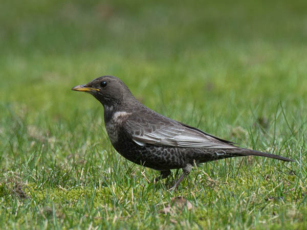 Sepelrastas, Ring Ouzel, Turdus torquatus