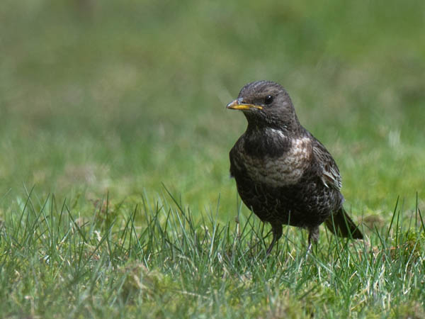 Sepelrastas, Ring Ouzel, Turdus torquatus