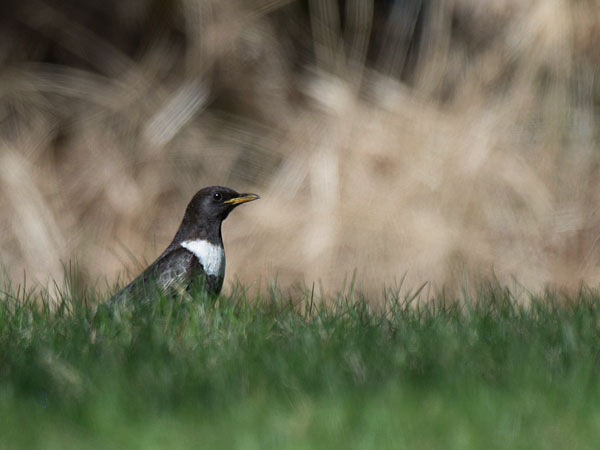 Sepelrastas, Ring Ouzel, Turdus torquatus