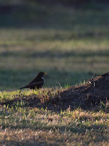 Sepelrastas, Ring Ouzel, Turdus torquatus