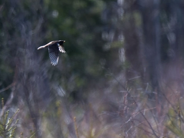 Sepelrastas, Ring Ouzel, Turdus torquatus