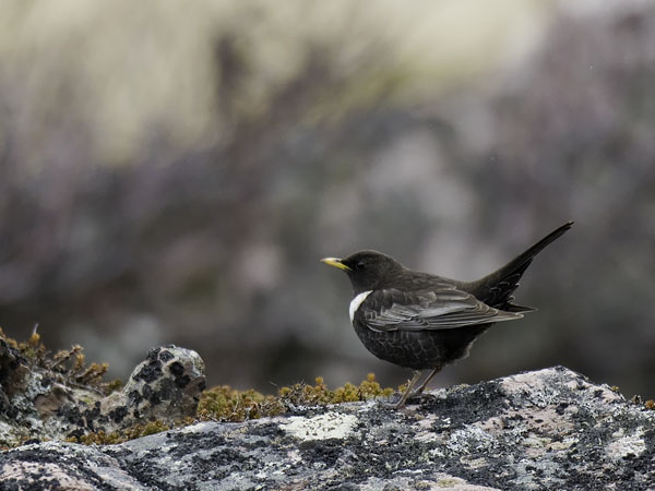 Sepelrastas, Ring Ouzel, Turdus torquatus
