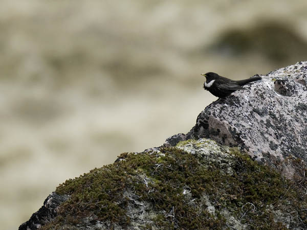 Sepelrastas, Ring Ouzel, Turdus torquatus