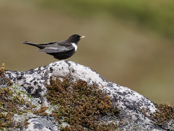 Sepelrastas, Ring Ouzel, Turdus torquatus