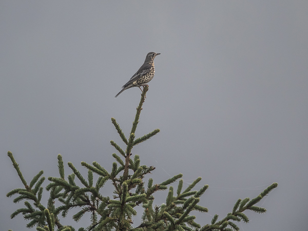 Kulorastas, Mistle Thrush, Turdus viscivorus