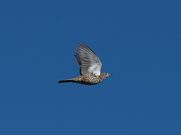 Kulorastas, Mistle Thrush, Turdus viscivorus