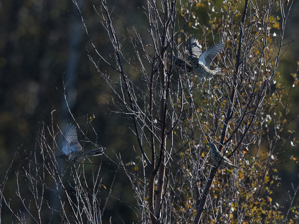 Kulorastas, Mistle Thrush, Turdus viscivorus
