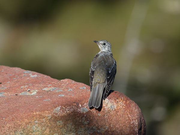 Kulorastas, Mistle Thrush, Turdus viscivorus