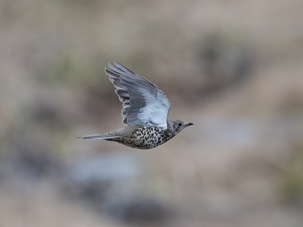 Kulorastas, Mistle Thrush, Turdus viscivorus