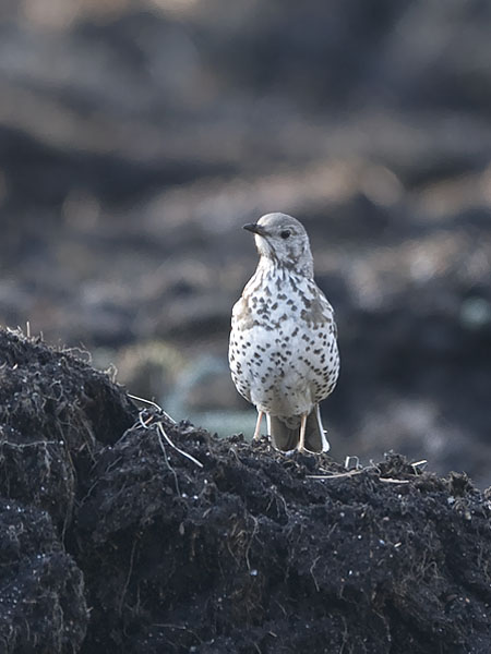 Kulorastas, Mistle Thrush, Turdus viscivorus