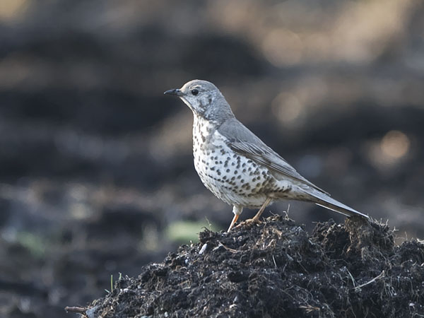 Kulorastas, Mistle Thrush, Turdus viscivorus