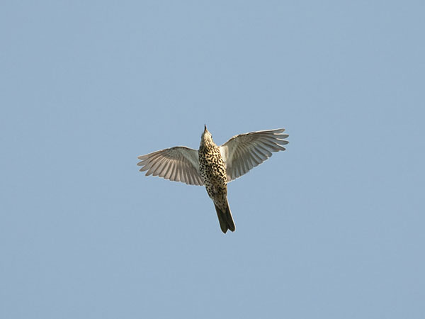 Kulorastas, Mistle Thrush, Turdus viscivorus