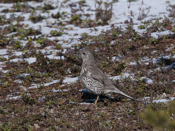 Kulorastas, Mistle Thrush, Turdus viscivorus
