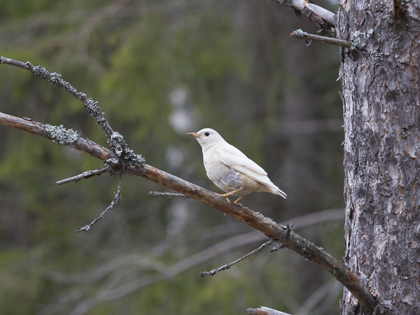 Kulorastas, Mistle Thrush, Turdus viscivorus