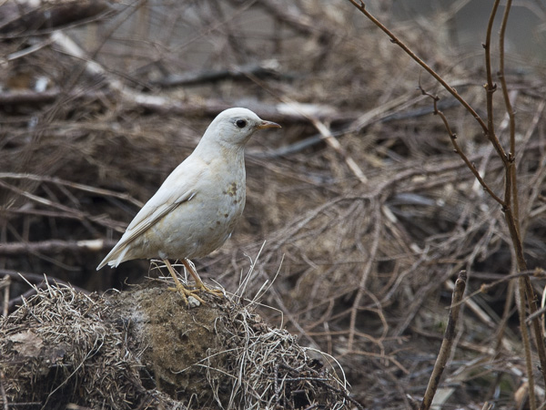 Kulorastas, Mistle Thrush, Turdus viscivorus