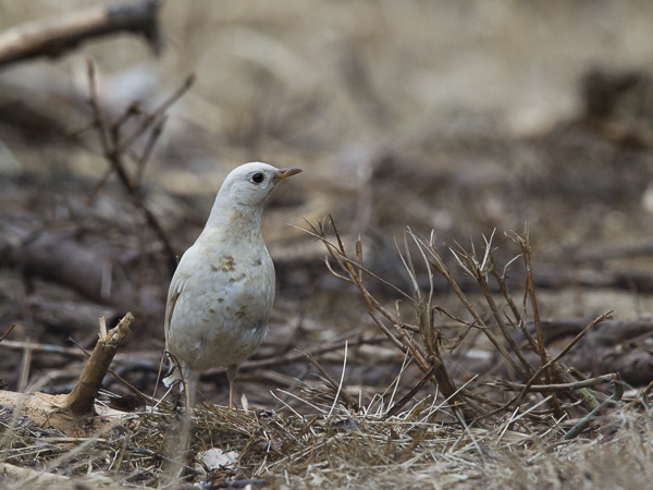 Kulorastas, Mistle Thrush, Turdus viscivorus