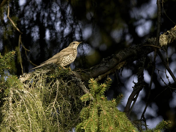 Kulorastas, Mistle Thrush, Turdus viscivorus