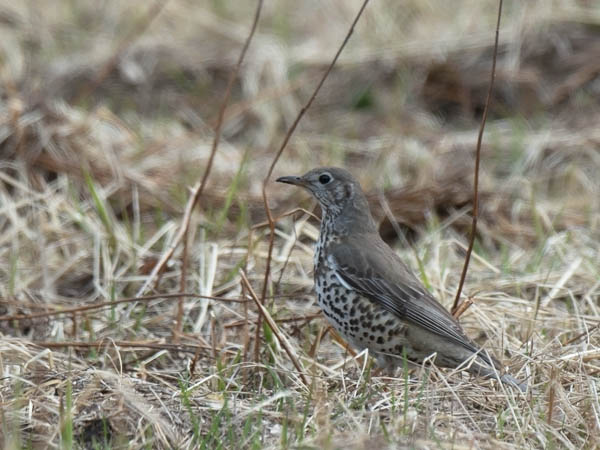 Kulorastas, Mistle Thrush, Turdus viscivorus