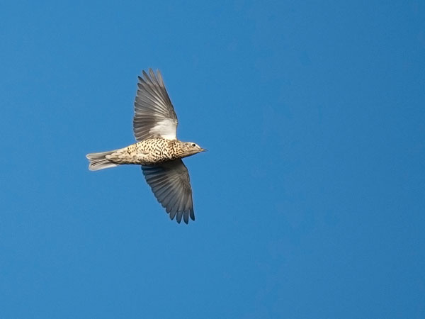 Kulorastas, Mistle Thrush, Turdus viscivorus