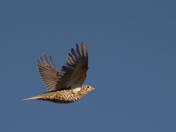 Kulorastas, Mistle Thrush, Turdus viscivorus