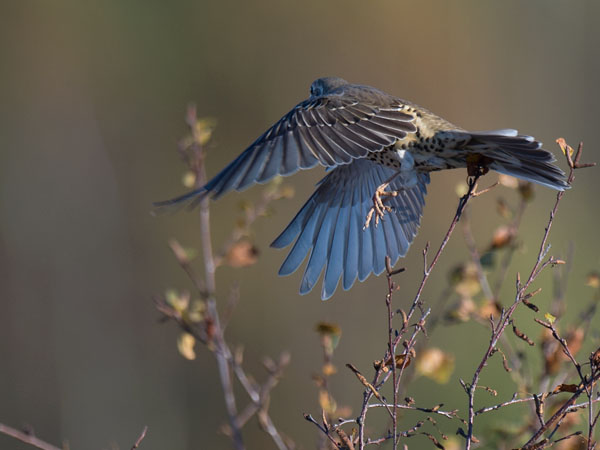 Kulorastas, Mistle Thrush, Turdus viscivorus