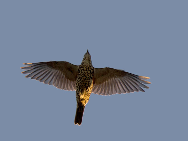 Kulorastas, Mistle Thrush, Turdus viscivorus