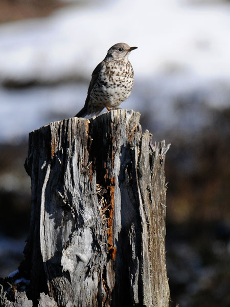 Kulorastas, Mistle Thrush, Turdus viscivorus