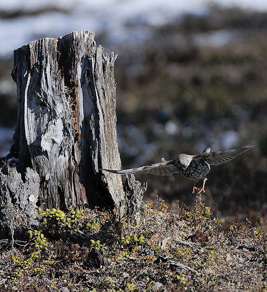 Kulorastas, Mistle Thrush, Turdus viscivorus