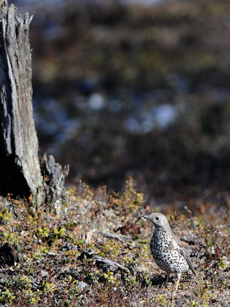 Kulorastas, Mistle Thrush, Turdus viscivorus