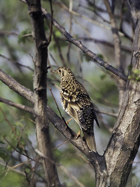 Kirjorastas, White's Thrush, Zoothera dauma