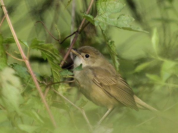 Paksunokkakerttunen, Thick-billed Warbler, Acrocephalus aedon