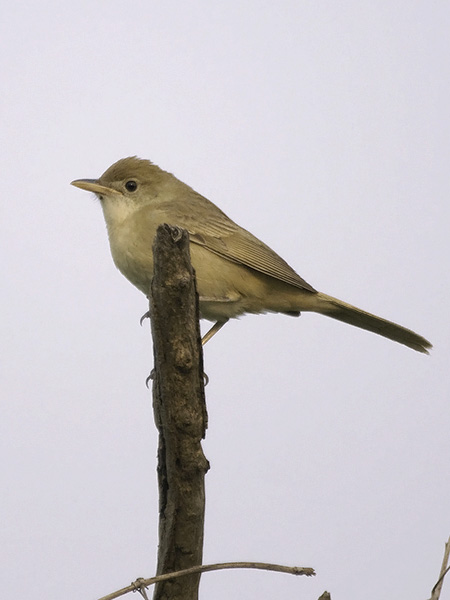 Paksunokkakerttunen, Thick-billed Warbler, Acrocephalus aedon