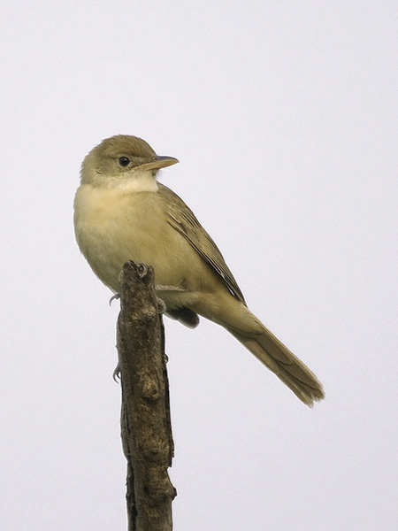Paksunokkakerttunen, Thick-billed Warbler, Acrocephalus aedon