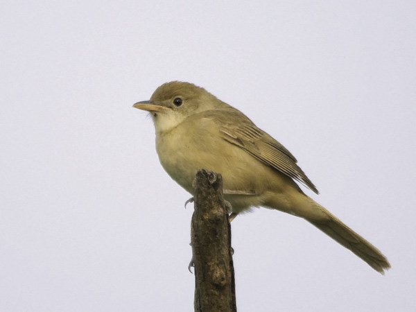 Paksunokkakerttunen, Thick-billed Warbler, Acrocephalus aedon