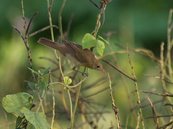 Paksunokkakerttunen, Thick-billed Warbler, Acrocephalus aedon